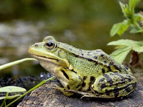 bct foto|ct Fotografie: Das Magazin rund ums digitale Bild 